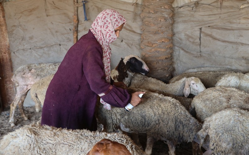La FAO livre plus de 2 400 kits vétérinaires pour protéger le bétail et préserver les moyens de subsistance dans la bande de Gaza
