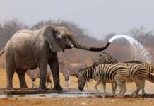 La Namibie pourrait abattre 723 animaux sauvages pour assurer la survie des communautés les plus touchées par la sécheresse