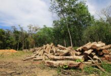 RDC : Les producteurs de cacao et de café face aux nouvelles réglementations européennes « zéro déforestation »