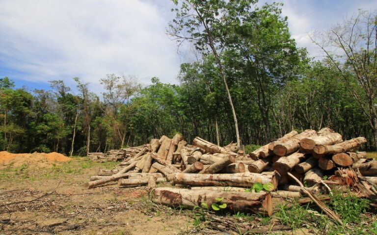 RDC : Les producteurs de cacao et de café face aux nouvelles réglementations européennes « zéro déforestation »