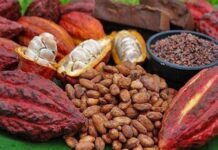 Cacao : Record historique des prix à New York en 2024, malgré les inquiétudes sur la production mondiale