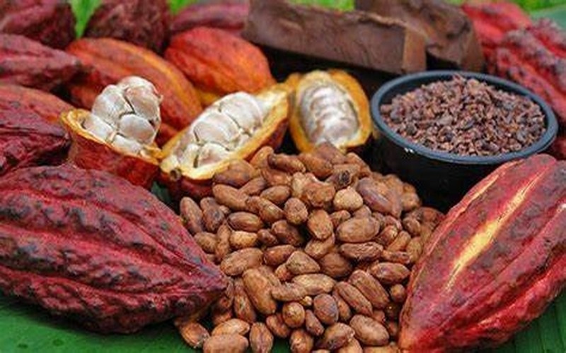Cacao : Record historique des prix à New York en 2024, malgré les inquiétudes sur la production mondiale