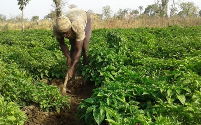 Le FIDA accorde un appui financier de 1,5 milliard FCFA au profit de l’agriculture togolaise