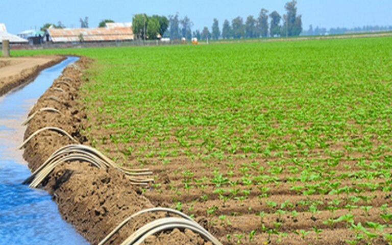 Le Maroc dédie plus de 5 000 hectares de terres agricoles aux investisseurs privés                       