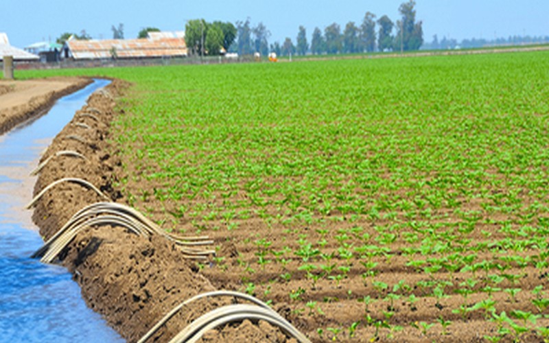 Le Maroc dédie plus de 5 000 hectares de terres agricoles aux investisseurs privés