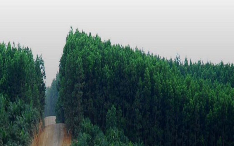 Le Sénégal et la Gambie misent sur l’aménagement des forêts transfrontalières pour lutter contre la déforestation