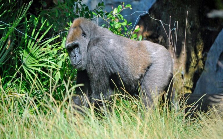 Les données aident à protéger les forêts menacées et la biodiversité dans le sanctuaire à gorilles de Mengamé au Cameroun