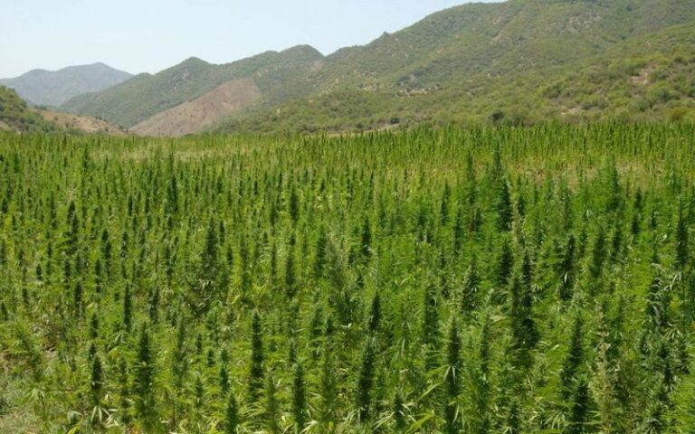 Plus de 4 800 agriculteurs impliqués dans des affaires de culture de cannabis graciés au Maroc