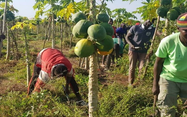 Pour El Ali Haïdar, l’arboriculture est un facteur d’autosuffisance alimentaire au Sénégal