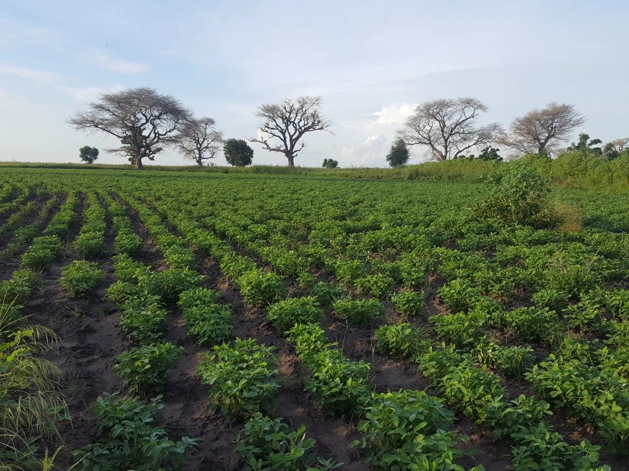 Sénégal : Le Fogny retrouve une forte place dans la culture arachidière en Casamance