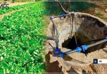 Sénégal : L’horticulture bute sur les difficultés d’accès à la terre et la mauvaise qualité de l’eau à Diourbel