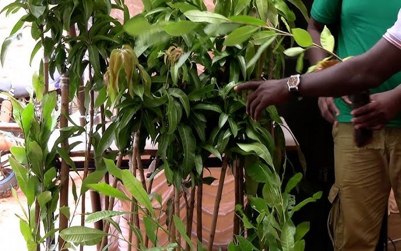 Sénégal – campagne de reboisement : 410 000 plants de manguiers et d’anacardiers offerts à des producteurs de la Casamance