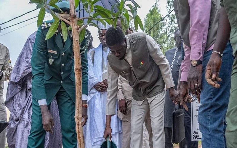 Vers une appropriation citoyenne des campagnes de reboisement au Sénégal