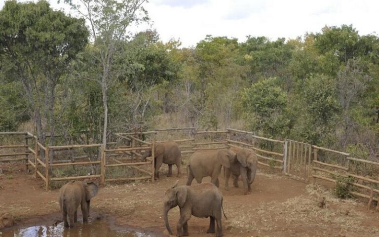 Zambie : Les éléphants orphelins du Parc national de Lusaka bénéficient d’une nurserie  