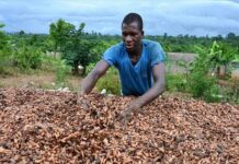 160 000 tonnes de cacao perdues par le Ghana lors de la campagne 2023/2024 à cause de la contrebande
