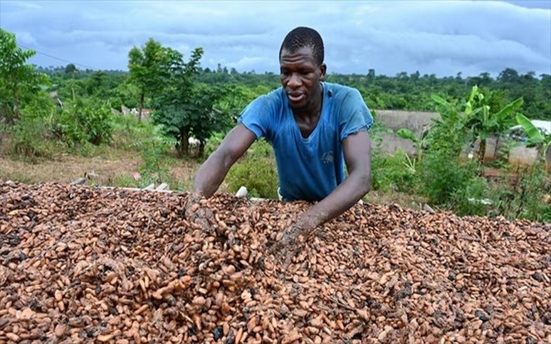 Campagne cacaoyère 2024/2025 : Retour des inquiétudes climatiques et de la volatilité des prix du cacao