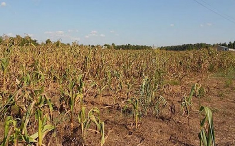 300 millions de personnes touchées par la faim en Afrique, selon le FIDA