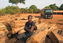 Afrique : Les bûcherons chinois accusés d’exploiter les forêts de miombo à un rythme « insoutenable »
