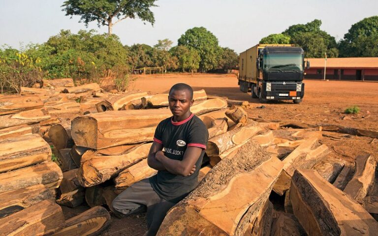 Afrique : Les bûcherons chinois accusés d’exploiter les forêts de miombo à un rythme « insoutenable »