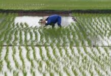 Crue du fleuve Sénégal : Les eaux envahissent 43 maisons et de nombreuses plantations de riz du département de Kanel