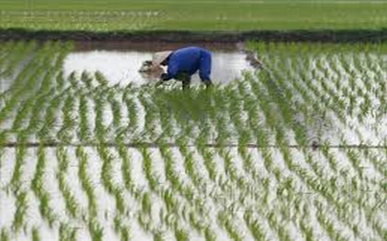 Crue du fleuve Sénégal : Les eaux envahissent 43 maisons et de nombreuses plantations de riz du département de Kanel