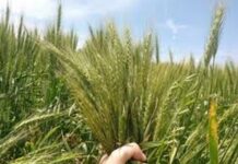 Culture de blé : La Tunisie vise une superficie de 1,17 million d’hectares au cours de la campagne agricole 2024/2025, selon la DGPA