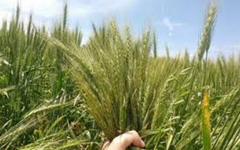 Culture de blé : La Tunisie vise une superficie de 1,17 million d’hectares au cours de la campagne agricole 2024/2025, selon la DGPA                