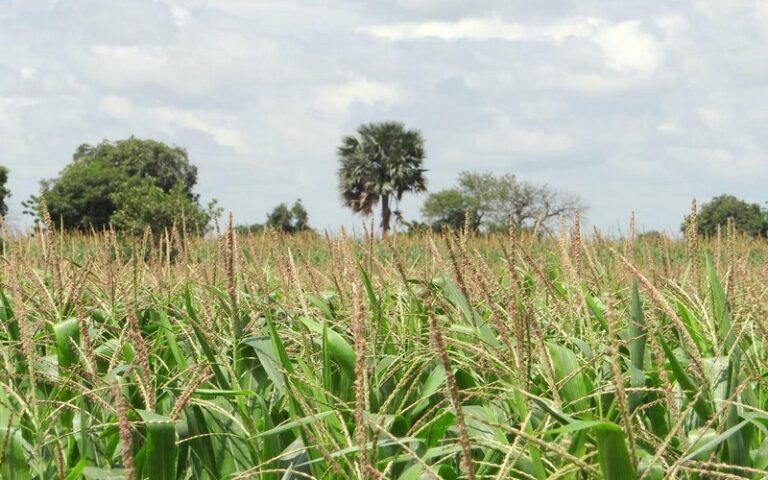 L’Alliance Bioversity International et CIAT, un groupe de recherche s’engage à promouvoir les bonnes pratiques agricoles et environnementales