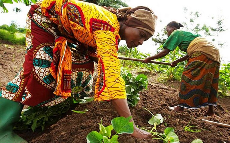 La 3ème édition du camp international de formation sur les bonnes pratiques agroécologiques paysannes lancée au Sénégal