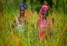 La BAD finance le SAPZ au profit des agriculteurs de la Guinée, du Sénégal et du Togo