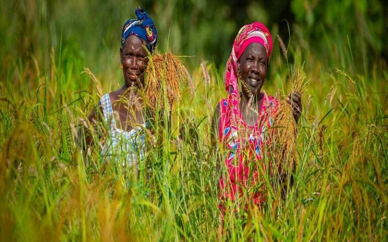 La BAD finance le SAPZ au profit des agriculteurs de la Guinée, du Sénégal et du Togo