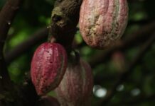 Madagascar : Le Conseil national du cacao présente un bilan exceptionnel pour 2024 avec des exportations record