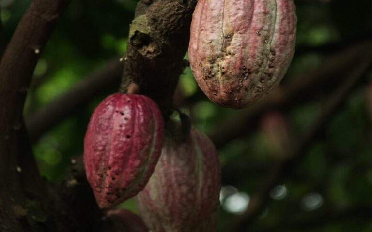 Madagascar : Le Conseil national du cacao présente un bilan exceptionnel pour 2024 avec des exportations record