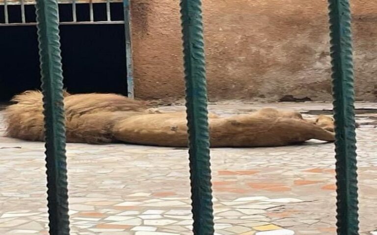 Le ministère de l’Environnement apporte des précisions après la diffusion, sur les réseaux sociaux, d’images d’un lion mal en point au Parc Hann
