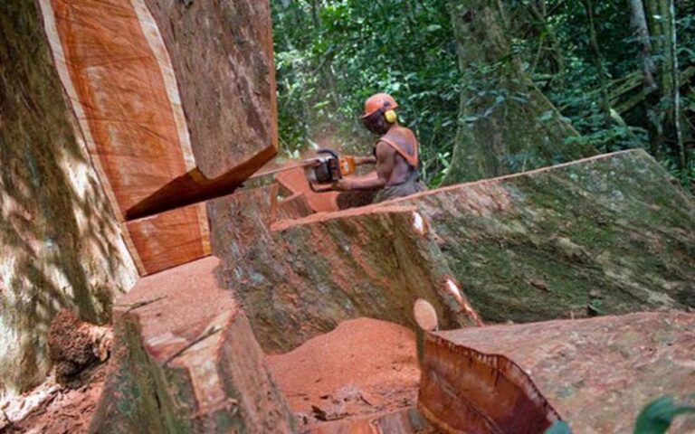 Le projet de décret autorisant l’exploitation du bois, le kévazingo, adopté au Gabon