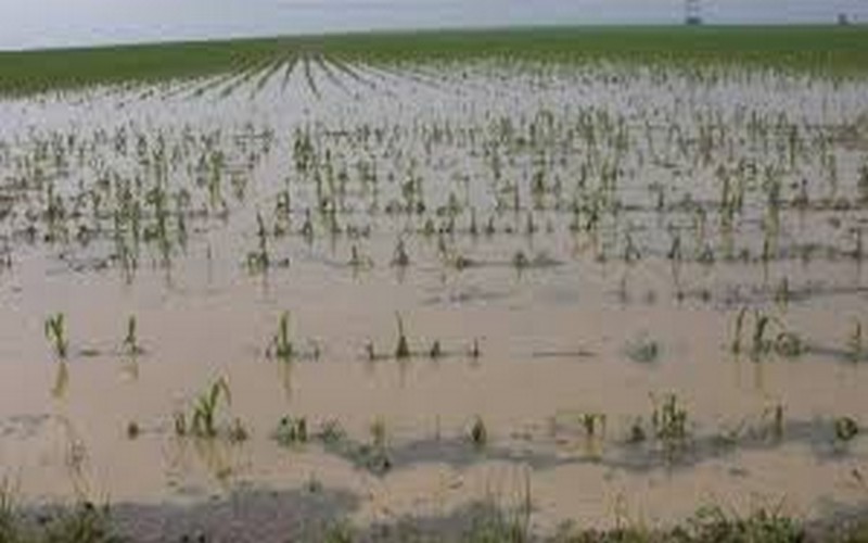 Les inondations au Sahel constituent une menace pour l’agriculture et la sécurité alimentaire, selon la FAO