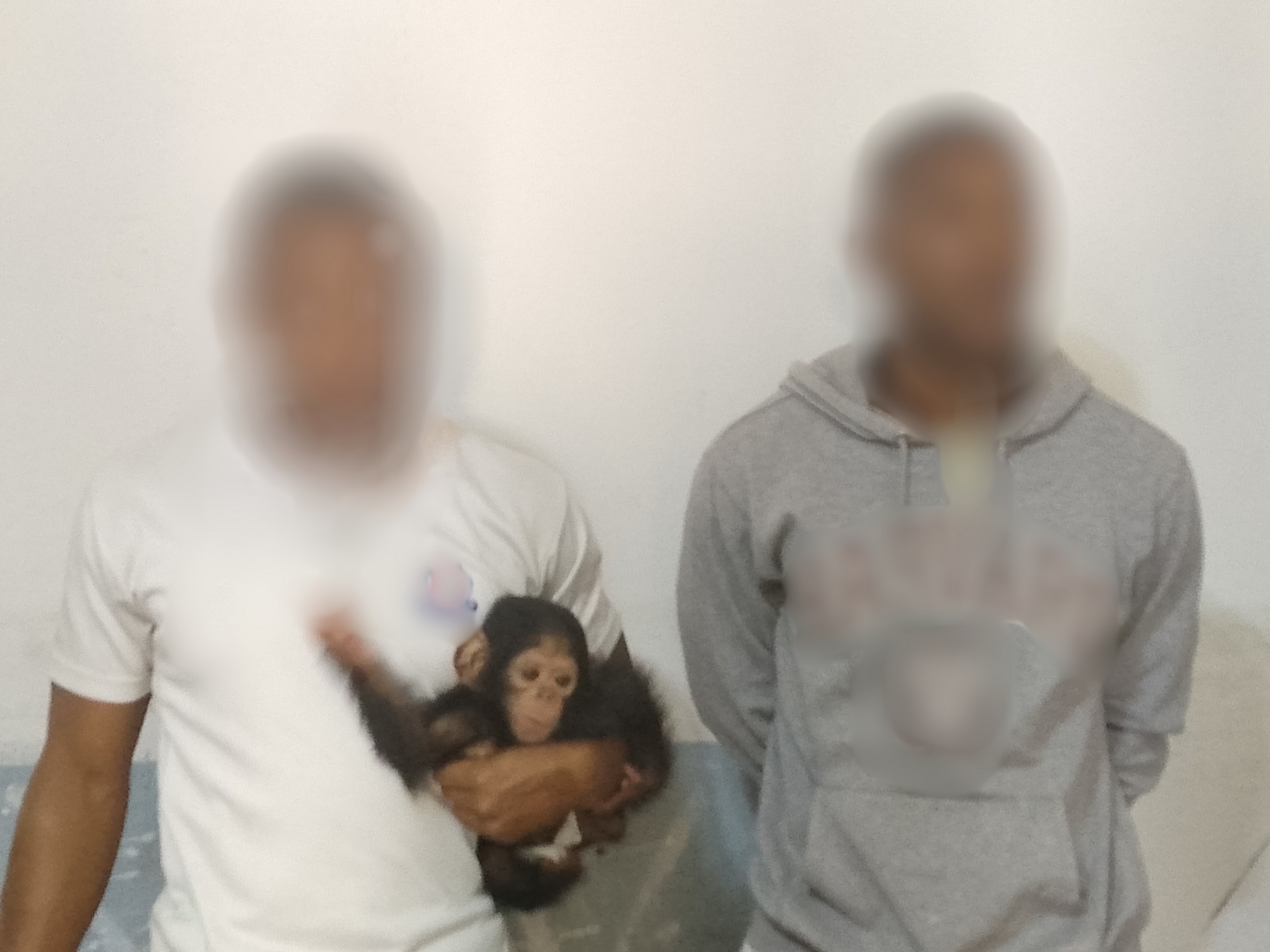 Gabon: Deux Personnes Arrêtées pour Tentative de Vente d’un Bébé Chimpanzé à Port-Gentil