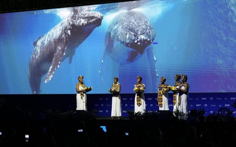COP16 : Une première semaine dans l’attente d’engagements pour la biodiversité à Cali