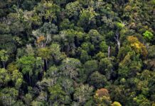 COP16 sur la biodiversité : Les forêts sont en péril, leur capacité à absorber le CO2 aussi