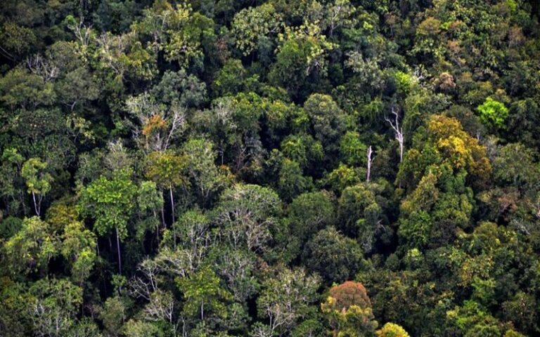 COP16 sur la biodiversité : Les forêts sont en péril, leur capacité à absorber le CO2 aussi