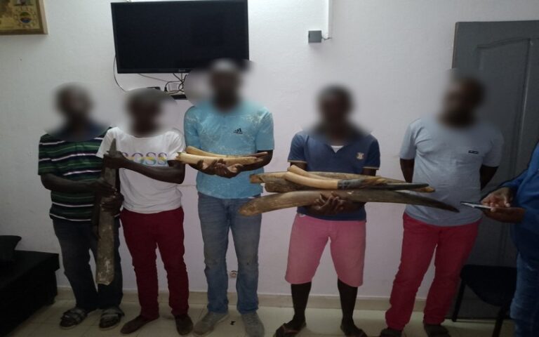 Gabon : Cinq personnes arrêtées avec neuf pointes d’ivoire à Kango