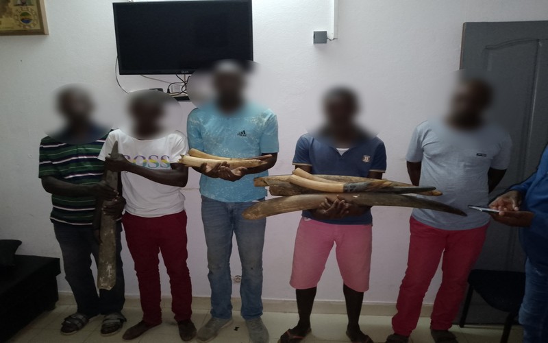 Gabon : Cinq personnes arrêtées avec neuf pointes d’ivoire à Kango
