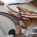 Gabon : Deux présumés trafiquants de faune interpellés avec sept points d&rsquo;ivoire à Lambaréné