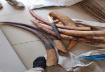 Gabon : Deux présumés trafiquants de faune interpellés avec sept points d’ivoire à Lambaréné