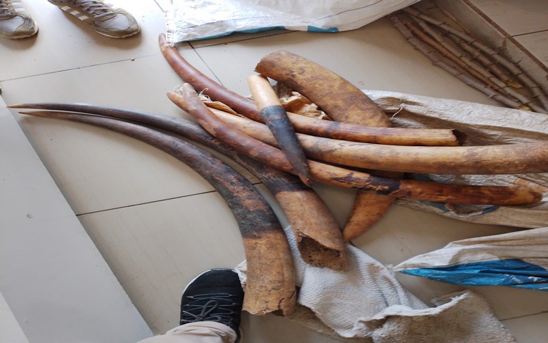 Gabon : Deux présumés trafiquants de faune interpellés avec sept points d’ivoire à Lambaréné