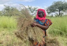Journée mondiale de l’alimentation : Les plantes africaines « oubliées » au service d’une vie et d’un avenir meilleurs