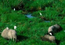 L’Afrique profite de la COP16 biodiversité à Cali en Colombie pour mettre en exergue ses défis et ses messages