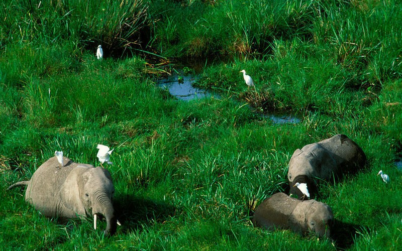 L’Afrique profite de la COP16 biodiversité à Cali en Colombie pour mettre en exergue ses défis et ses messages