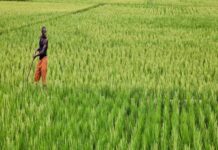 La BAD octroie plus de 323 millions de dollars pour développer l’agriculture, les transports et les échanges commerciaux entre le Burundi et le Rwanda