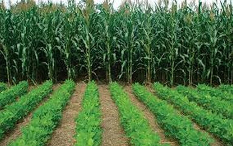 Le Sénégal compte « accélérer la cadence » de la création de coopératives agricoles communales, selon le ministre de l’Agriculture
